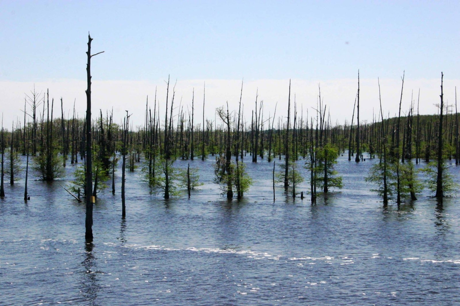 Black Lake (Campti) fishing water