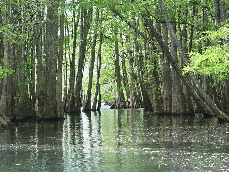 Cocodrie Lake fishing water