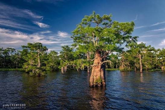 Grand Bayou Reservoir fishing water