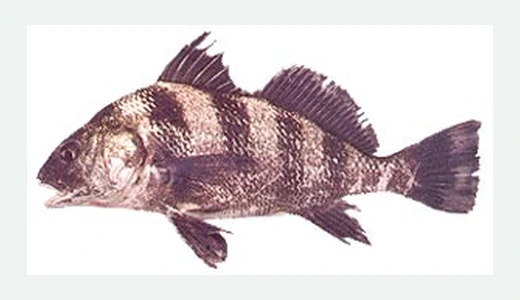 Black Drum