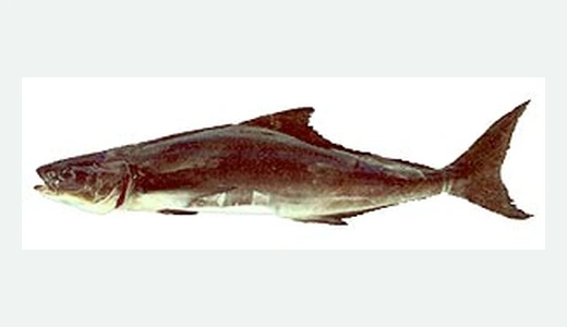 Cobia / Ling
