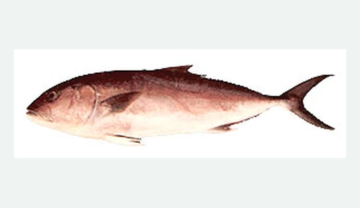 Greater Amberjack