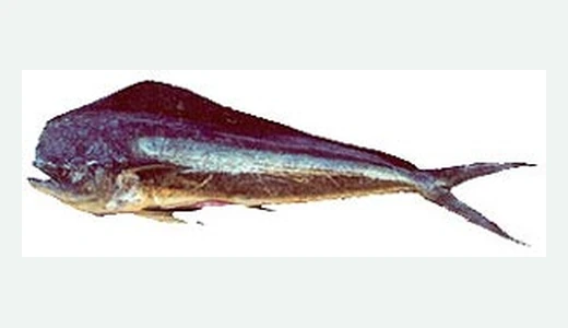 Dolphin / Mahi-Mahi