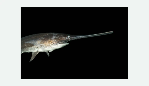 Paddlefish