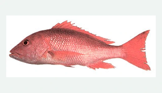 Red Snapper