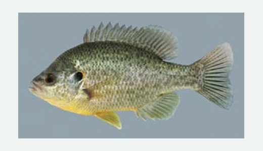 Redear Sunfish / Chinquapin