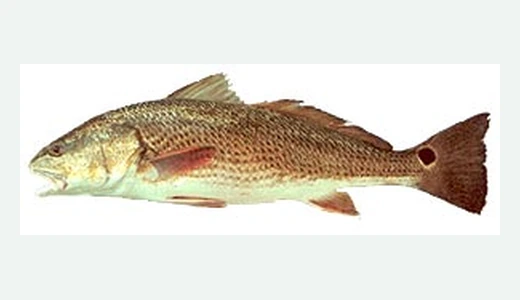 Red Drum / Redfish