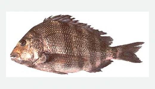 Sheepshead