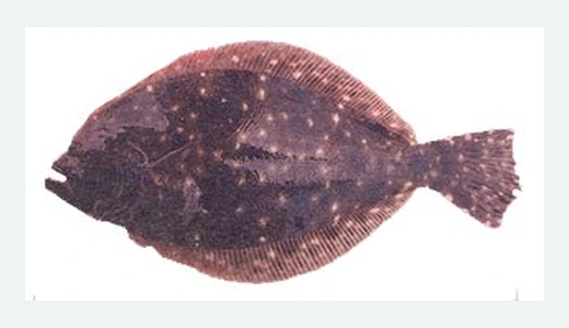 Southern Flounder