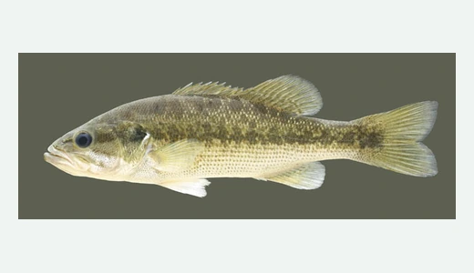 Spotted Bass