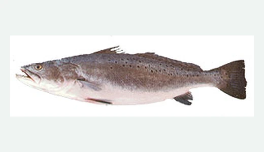 Spotted Seatrout