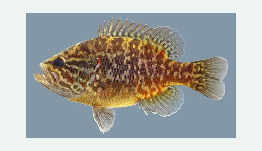 Warmouth