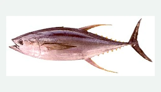 Yellowfin Tuna
